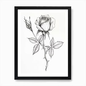 English Rose Black And White Line Drawing 24 Art Print