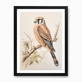 Vintage Bird Drawing American Kestrel 1 Art Print