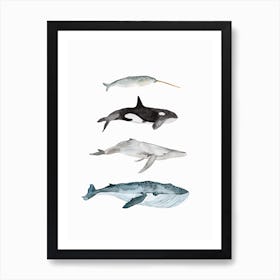 Sea Life Four Whales Art Print