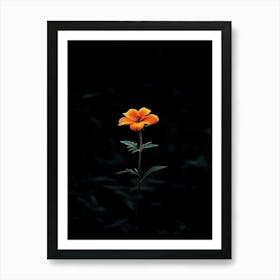 Single Flower In The Dark 8 Art Print