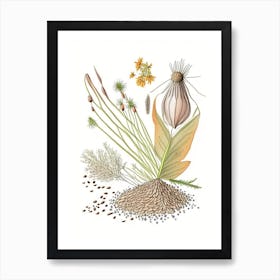 Caraway Seeds Spices And Herbs Pencil Illustration 1 Art Print