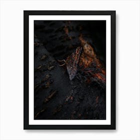 Black Butterfly With Orange Wings On A Lava Tree 2 Art Print