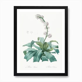 Aletris Fragrans, Pierre Joseph Redoute Art Print