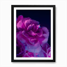 Carnations 2 Art Print