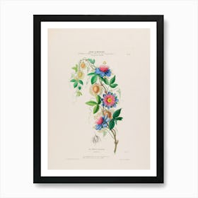 Botanical Illustration Of Flowers Art Print