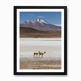 Llamas In The Salt Flats Art Print
