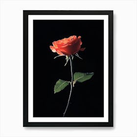 Single Rose 17 Art Print