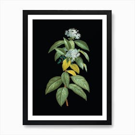 Vintage Laurustinus Botanical Illustration on Solid Black Art Print