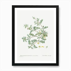 Mesembryanthemum Pinnatifidum, Pierre Joseph Redoute Art Print