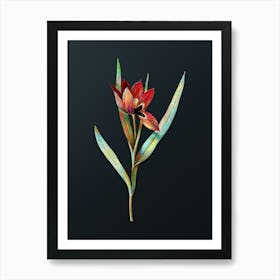 Vintage Tulipa Oculus Colis Botanical Watercolor Illustration on Dark Teal Blue n.0393 Art Print