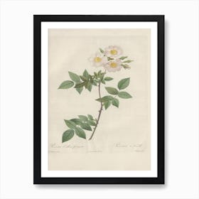 Rose Illustration, Pierre Joseph Redoute, Pierre Joseph Redoute(117) Art Print