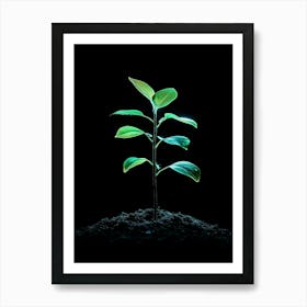 Small Green Plant On Black Background 11 Art Print