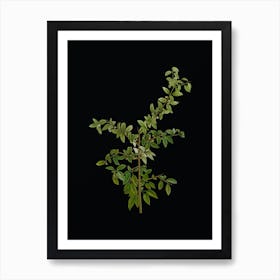 Vintage Rock Buckthorn Botanical Illustration on Solid Black n.0765 Art Print