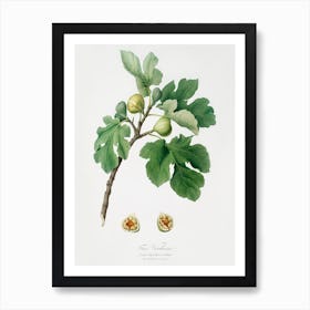 Fig (Ficus Carica) From Pomona Italiana (1817 - 1839), Giorgio Gallesio 2 Art Print