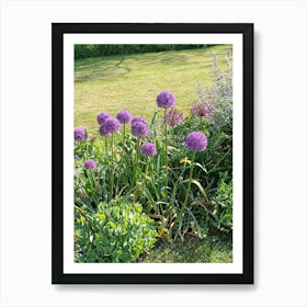 Alliums Art Print