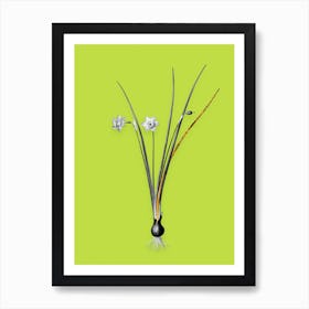 Vintage Daffodil Black and White Gold Leaf Floral Art on Chartreuse n.0443 Art Print
