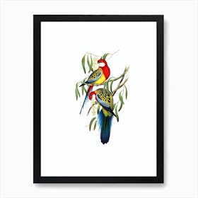 Vintage Rose Hill Parakeet Bird Illustration on Pure White n.0343 Art Print