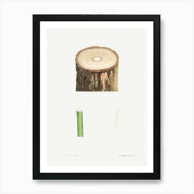 Tree Stump And Plant Stem, Pierre Joseph Redoute Art Print