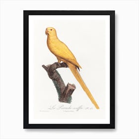 Lutino Parakeet From Natural History Of Parrots, Francois Levaillant Art Print