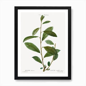 Grey Willow, Pierre Joseph Redoute Art Print