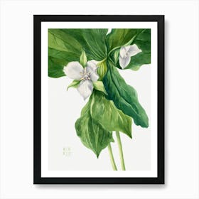 Vintage Botanical Mary Vaux Walcott _2732429 Art Print