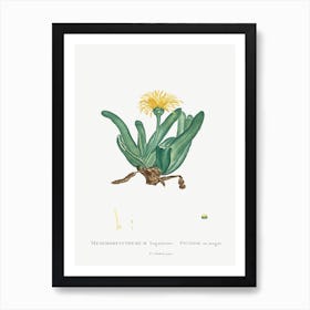 Mesembryanthemum Linguiforme, Pierre Joseph Redoute (2) Art Print