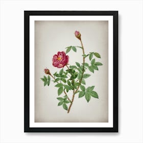 Vintage Moss Rose Botanical on Parchment n.0110 Art Print