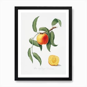 Peach (Prunus Persica) From Pomona Italiana (1817 1839), Giorgio Gallesio 5 Art Print