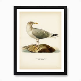 European Herring Gull, The Von Wright Brothers Art Print