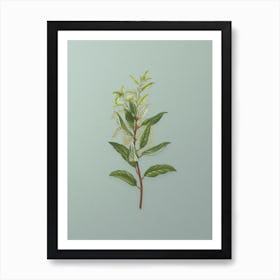 Vintage Evergreen Oak Botanical Art on Mint Green n.0720 Art Print