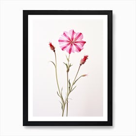 Pressed Wildflower Botanical Art Fire Pink Silene Virginica Flower 3 Art Print