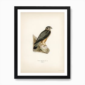 Merlin Male (Falco Aesalon), The Von Wright Brothers Art Print