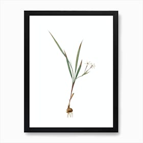 Vintage Gladiolus Inclinatus Botanical Illustration on Pure White Art Print