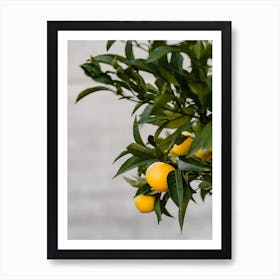 Italian Lemon Tree | Colorful travel photography Art Print