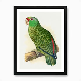 Green Parrot Art Print