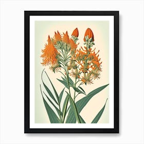 Butterfly Weed Wildflower Vintage Botanical 2 Art Print