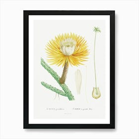 Cactus Grandiflorus, Pierre Joseph Redoute Art Print