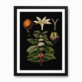 Vintage Bollmann 1 Kaffeebaum Art Print