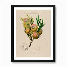 Pomegranate 4 Art Print