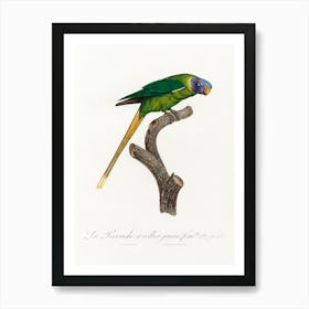 The Plum Headed Parakeet, Female From Natural History Of Parrots, Francois Levaillant Art Print