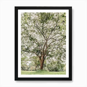 Botanical garden in Uganda Art Print