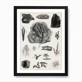 Collection Of Various Fossil, Oliver Goldsmith, 1 Art Print