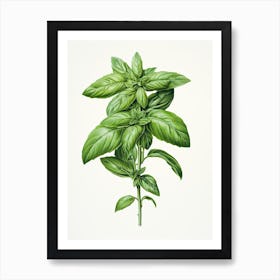 Basil Vintage Botanical Herbs 2 Art Print