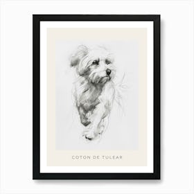 Coton De Tulear Dog Line Sketch 1 Poster Art Print