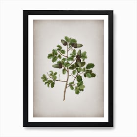 Vintage Kermes Oak Botanical on Parchment Art Print