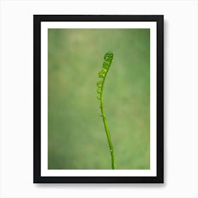 Fern Frond Art Print