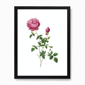 Vintage Pink Autumn China Rose Botanical Illustration on Pure White n.0523 Art Print