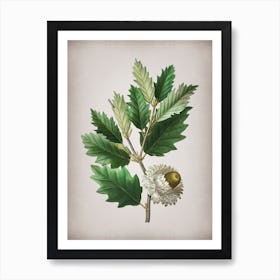 Vintage Valonia Oak Botanical on Parchment Art Print
