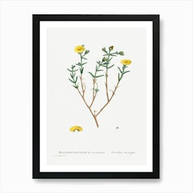 Mesembryanthemum Brachiatum (Three Forked Fig Marigold), Pierre Joseph Redoute Art Print