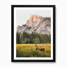 Yosemite Mule Deer Art Print